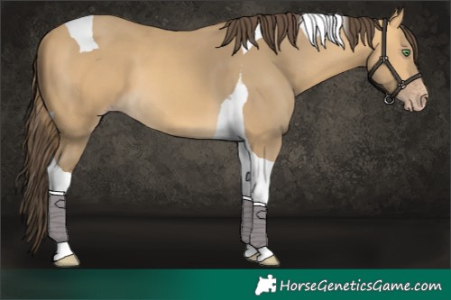 Horse Color:Sable Cream Champagne Tobiano 