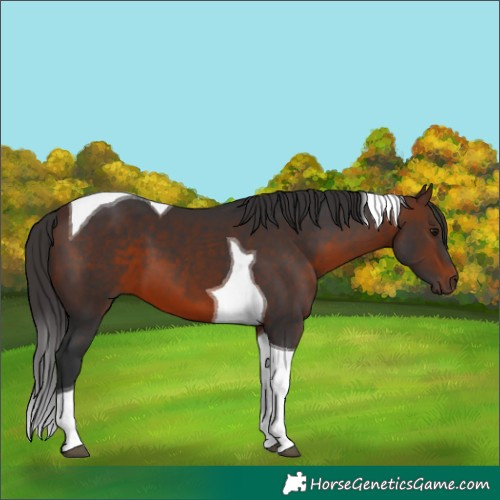 Horse Color:Brown Tobiano 