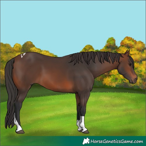 Horse Color:Brown Tobiano 