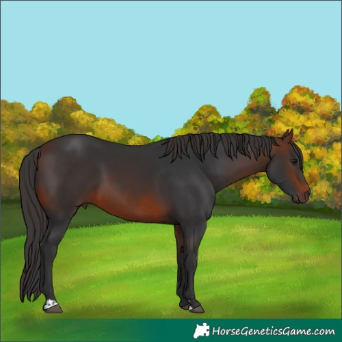 Horse Color:Brown 