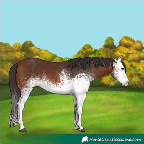 Horse Color:White Spotted Bay