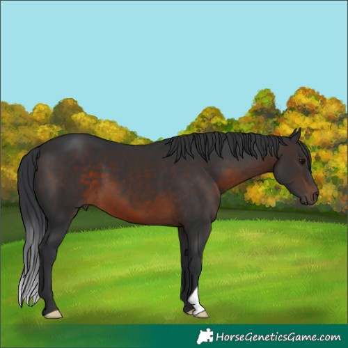 Horse Color:Brown 
