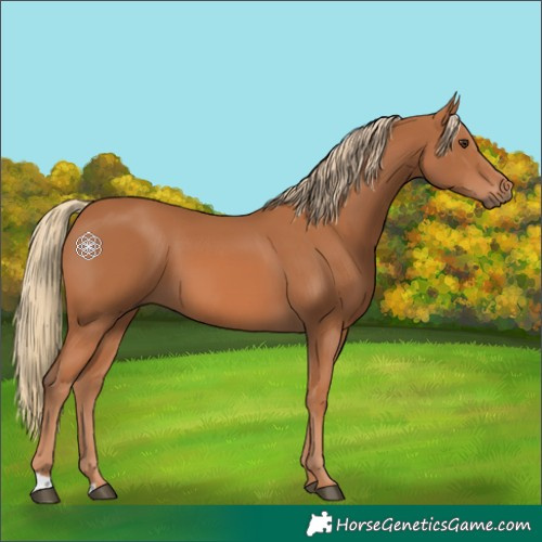 Horse Color:Chestnut 