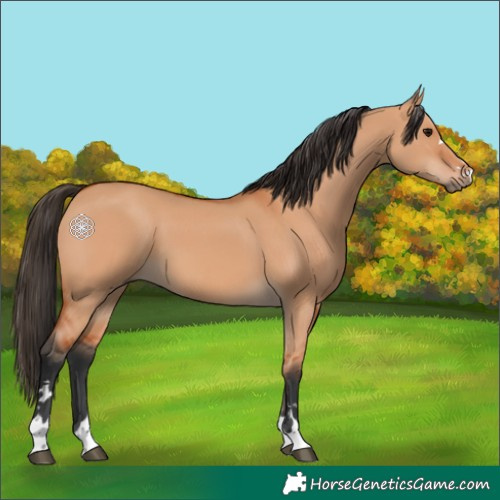 Horse Color:Bay Dun