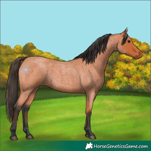 Horse Color:Bay Roan 