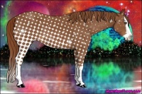 Horse Color:Chestnut Splash
