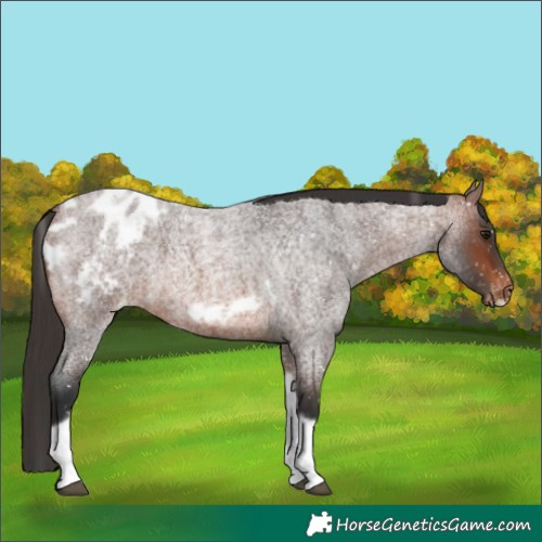 Horse Color:Brown Roan Tobiano Frame Appaloosa 