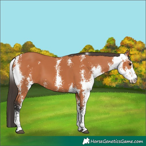 Horse Color:Bay Sabino