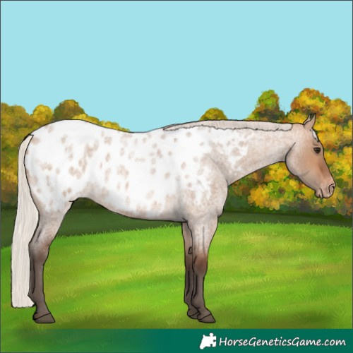 Horse Color:Silver Brown Roan Dun Appaloosa