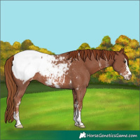 Horse Color:Chestnut Sabino Snowcap Rabicano