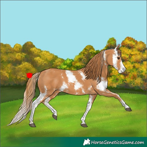 Horse Color:Chestnut Sabino 