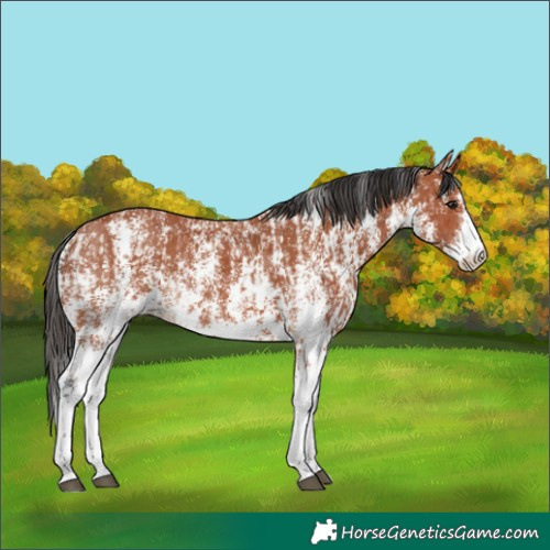 Horse Color:Bay Sabino Rabicano  and Bay Sabino Rabicano 