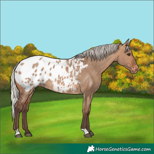 Horse Color:Silver Brown Dun Appaloosa