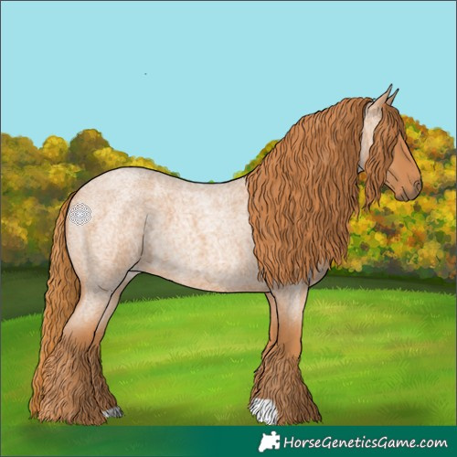 Horse Color:Red Roan