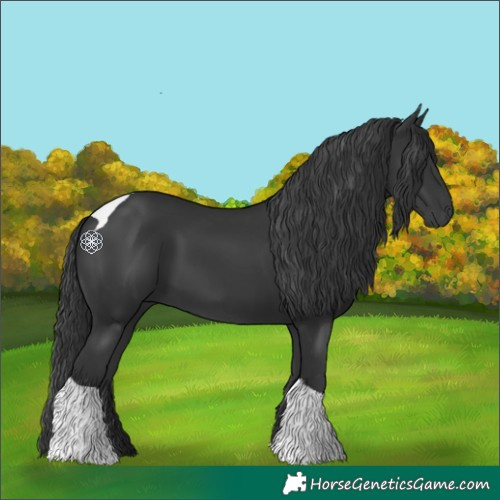 Horse Color:Black Tobiano 