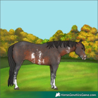Horse Color:Brown Sabino 