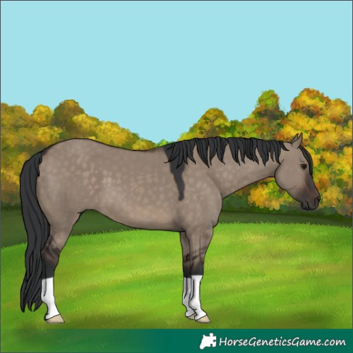 Horse Color:Brown Dun 