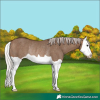 Horse Color:Silver Brown Dun Splash Rabicano