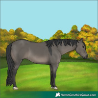 Horse Color:Grullo