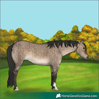 Horse Color:Brown Dun Brindle