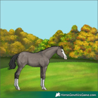 Horse Color:Grullo Splash 