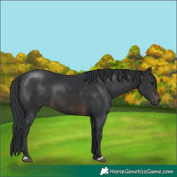 Horse Color:Brown 