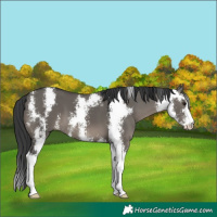 Horse Color:Grullo Sabino