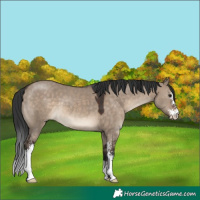 Horse Color:Brown Dun Sabino