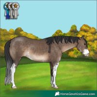 Horse Color:Brown Dun Sabino 