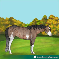 Horse Color:Brown Dun Sabino Rabicano Brindle 