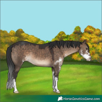 Horse Color:Brown Dun Sabino