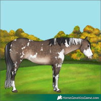 Horse Color:White Spotted Brown Dun Sabino