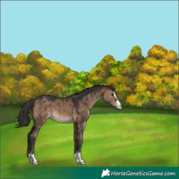 Horse Color:Brown Dun Brindle