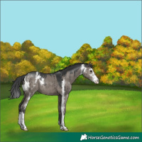 Horse Color:Grullo Sabino Brindle