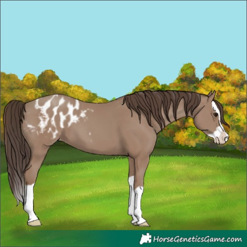 Horse Color:Classic Champagne Splash Blanket