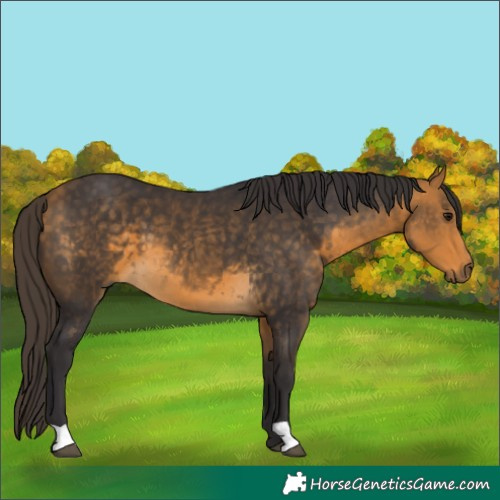 Horse Color:Buckskin 