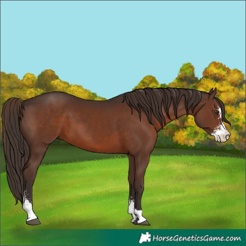 Horse Color:Liver Chestnut Sabino 