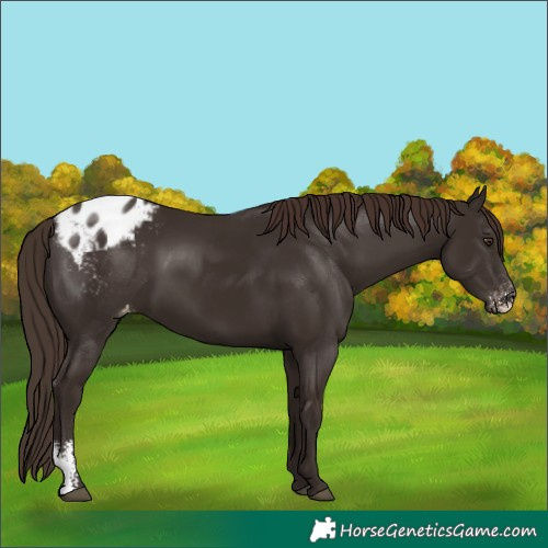 Horse Color:Liver Chestnut Sabino Blanket