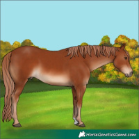 Horse Color:Chestnut 