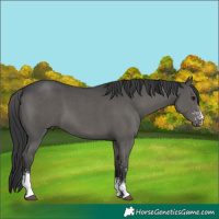 Horse Color:Black Sabino