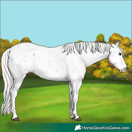Horse Color:Silver Black Sabino 