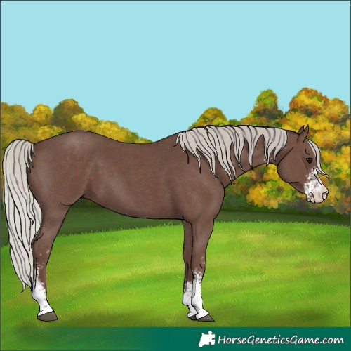 Horse Color:Silver Black Sabino 