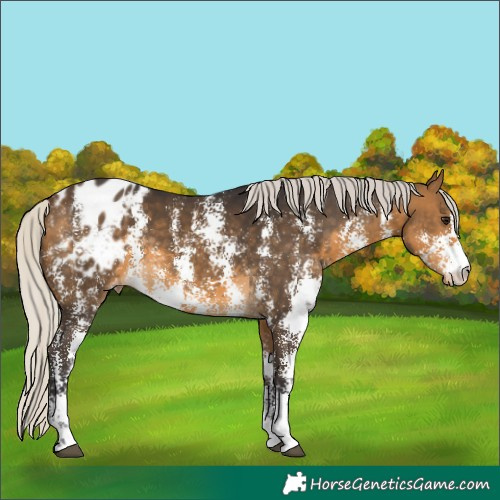 Horse Color:Silver Buckskin Sabino Blanket