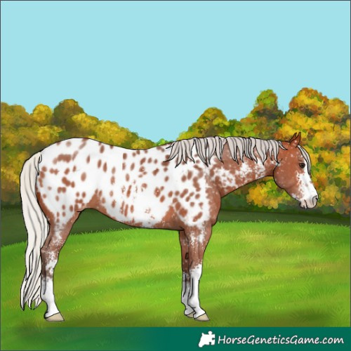Horse Color:Silver Bay Sabino Near Leopard