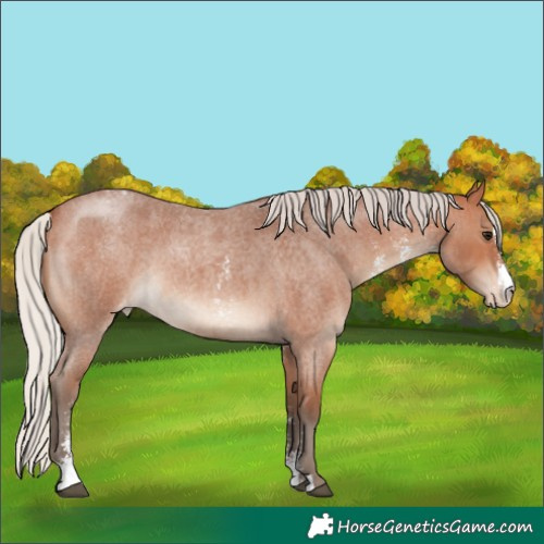 Horse Color:Silver Bay Roan Sabino Varnish 