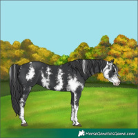 Horse Color:Black Sabino