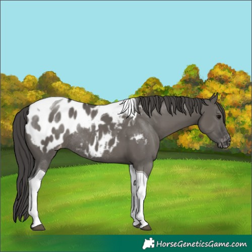 Horse Color:Grullo Tobiano Appaloosa Rabicano 