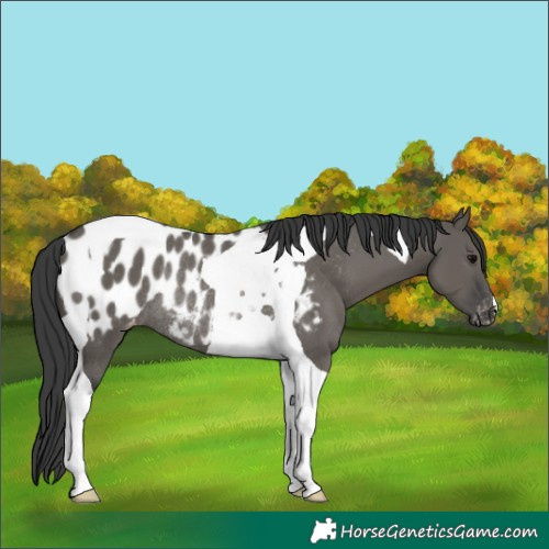 Horse Color:Grullo Tobiano Near Leopard Rabicano 