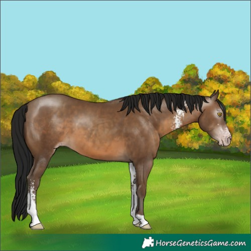 Horse Color:Gray Sable Champagne Sabino 