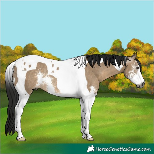 Horse Color:Gray Brown Dun Sabino Tobiano Varnish Rabicano